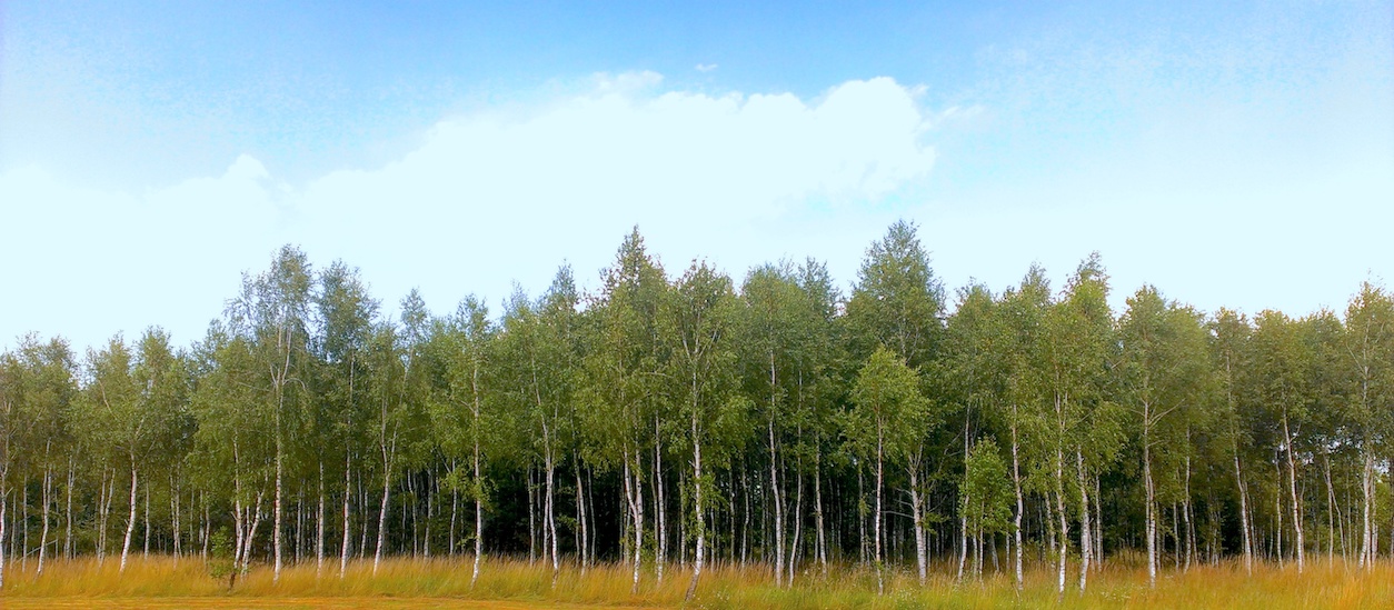 Las brzozowy — ekologiczne źródło surowca